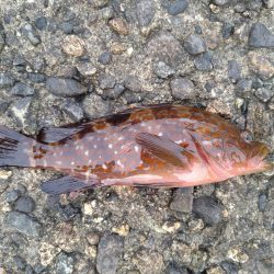 アジングでアコウ